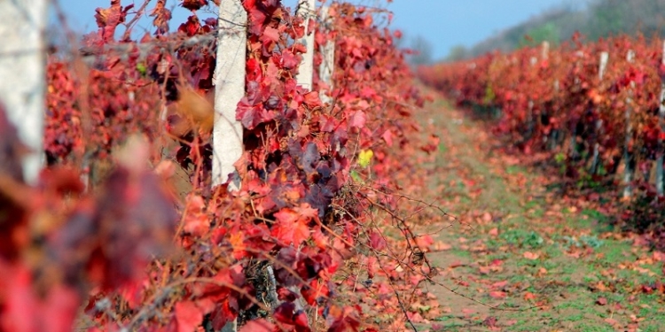 ПАО «Коблево» пользовалось водой без разрешения – государство потеряло почти 1,8 млн.грн.