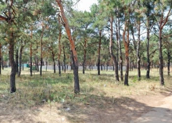 С почином? Кусочек земли соснового урочища в Корабельном районе вернется в госсобственность