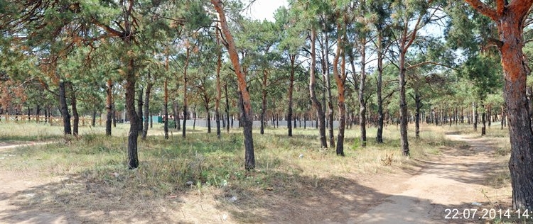 С почином? Кусочек земли соснового урочища в Корабельном районе вернется в госсобственность