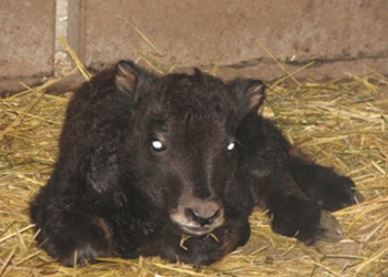 Самый долгожданный, 16-й: в Николаевском зоопарке родился «хрюкающий бык»