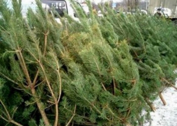 Что, уже? В Матвеевском лесу появились первые «новогодние» браконьеры