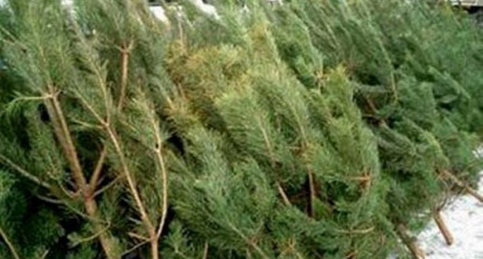 Что, уже? В Матвеевском лесу появились первые «новогодние» браконьеры