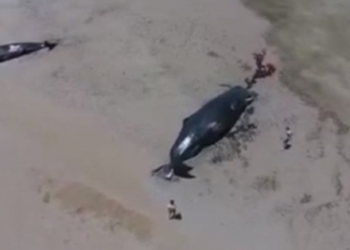 На австралийский берег выбросились сразу cемь кашалотов