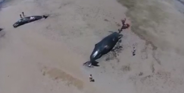 На австралийский берег выбросились сразу cемь кашалотов