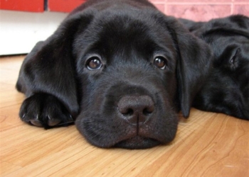 «Счастливая лапа» и «Дом, где живет любовь»: Повезло николаевским собакам!