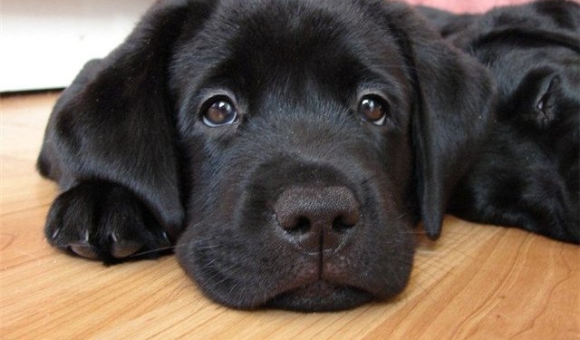 «Счастливая лапа» и «Дом, где живет любовь»: Повезло николаевским собакам!