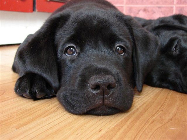 «Счастливая лапа» и «Дом, где живет любовь»: Повезло николаевским собакам! 1