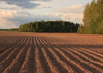 Прокуратура Николаевщины вернула 39 гектаров земли, которую арендаторы использовали не по назначению