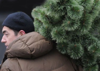 Несмотря на непогоду, правоохранителям удалось задержать дерзкого похитителя елки