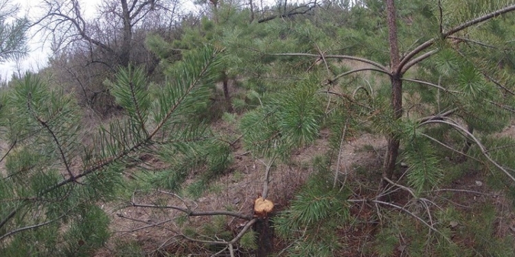 Были елки – стали палки: Вырубка Матвеевского леса продолжается