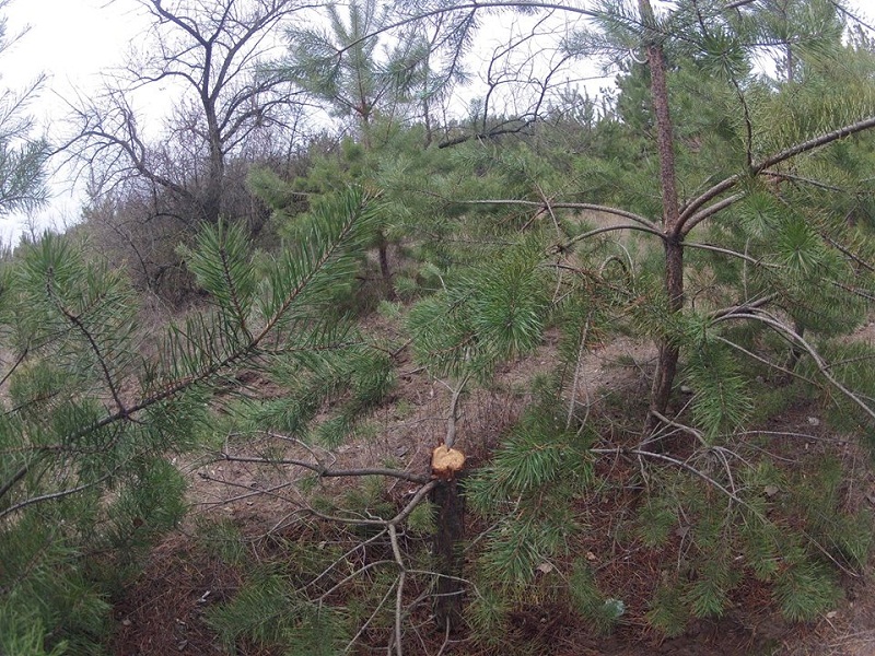 Штраф за незаконную вырубку елок в Украине составляет почти 1900 гривен 1