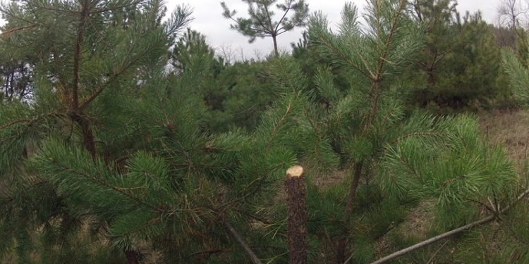 Были елки – стали палки: Вырубка Матвеевского леса продолжается