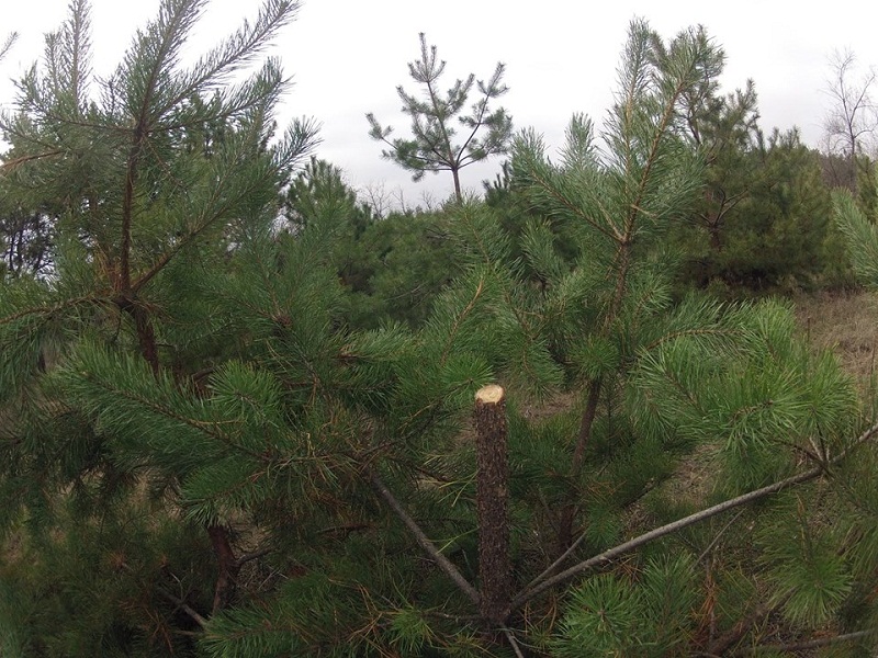 В Николаеве неизвестный срезает деревья в парке и оставляет их на месте преступления 1