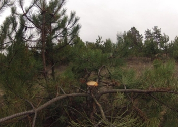 Были елки – стали палки: Вырубка Матвеевского леса продолжается