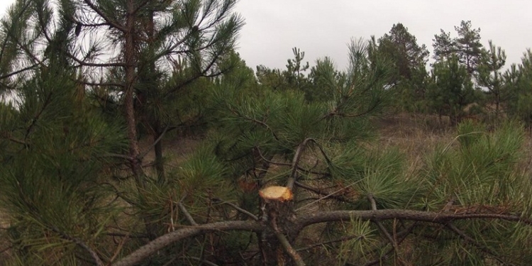 Были елки – стали палки: Вырубка Матвеевского леса продолжается