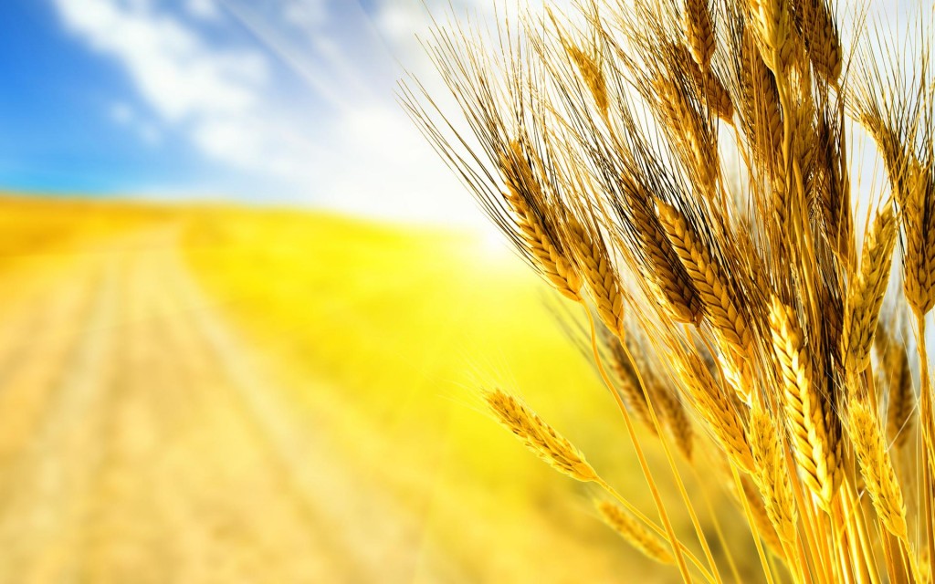 Главный украинский продукт - зерно, - значительно растет в цене на мировых рынках 1