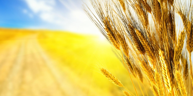 Главный украинский продукт – зерно, – значительно растет в цене на мировых рынках