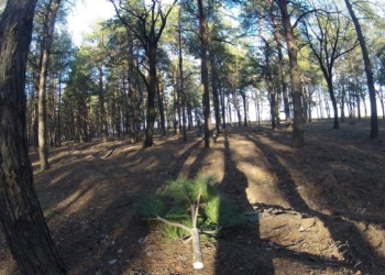 За каждую срубленную елку придется убирать лес