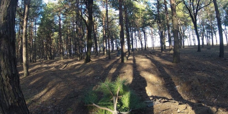 За каждую срубленную елку придется убирать лес