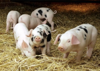 Поросячья этика по-первомайски: работник фермы думал, что хозяин не заметит пропажи 4 поросят