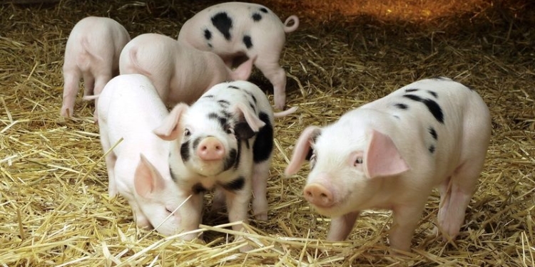 Поросячья этика по-первомайски: работник фермы думал, что хозяин не заметит пропажи 4 поросят
