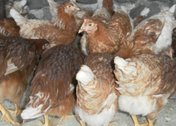 Руководству «Николаевской птицефабрики» грозит до 2 лет лишения свободы