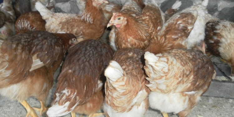 Руководству «Николаевской птицефабрики» грозит до 2 лет лишения свободы