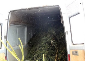 И снова воруют елки