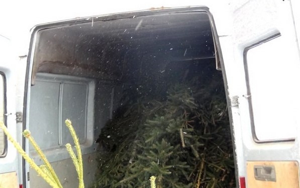 И снова воруют елки