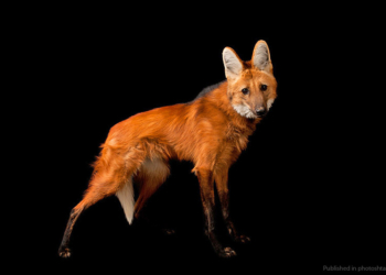 Фиона приехала к Фродо: в Николаевском зоопарке образовалась пара гривистых волков