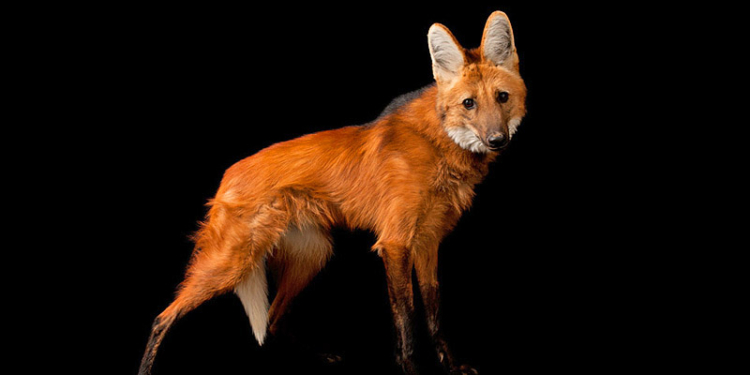 Фиона приехала к Фродо: в Николаевском зоопарке образовалась пара гривистых волков