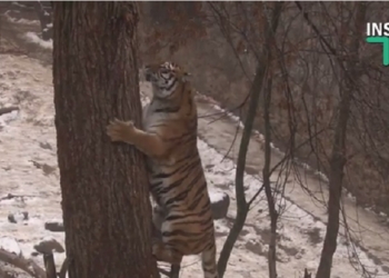 Зима в Николаевском зоопарке