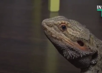 Приручить дракона