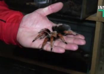 Арахнофобам не смотреть