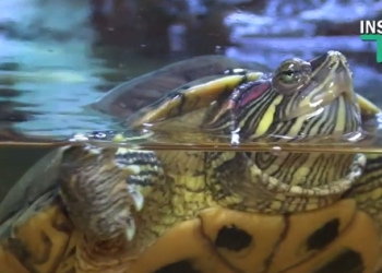 Живые слайдеры