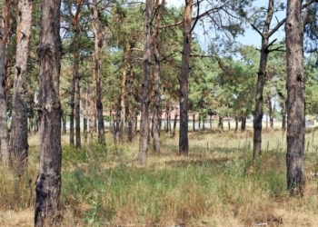 Как пройти в библиотеку? В очередной раз на судебные заседания по «Маяку» не явились ответчики