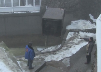 Хорошая новость!  В Николаев прибыл белый медведь Нанук, долгожданный самец для нашей Зефирки