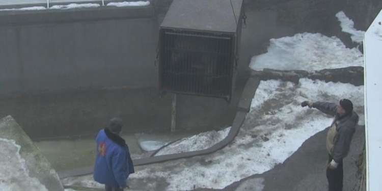 Хорошая новость!  В Николаев прибыл белый медведь Нанук, долгожданный самец для нашей Зефирки