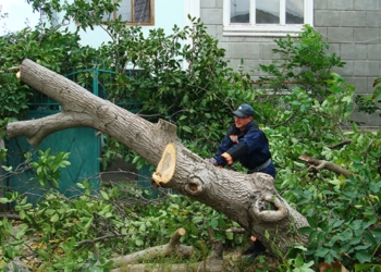 В Николаеве займутся проблемой озеленения и ветхих деревьев