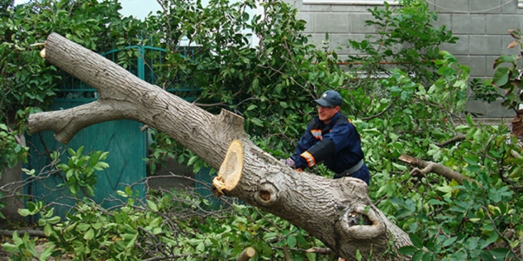 В Николаеве займутся проблемой озеленения и ветхих деревьев