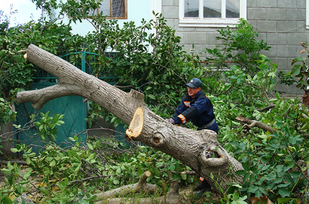 В Николаеве займутся проблемой озеленения и ветхих деревьев