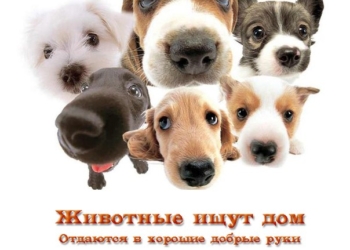 В Николаеве три собачки нуждаются в заботливых хозяевах