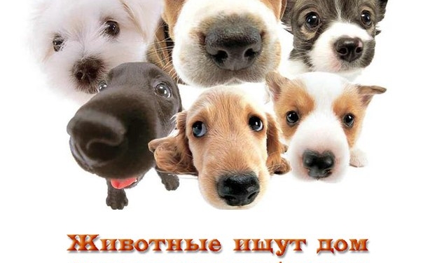 В Николаеве три собачки нуждаются в заботливых хозяевах