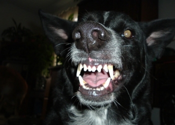 В Николаеве на 3-летнюю девочку напали собаки. Девочка в реанимации