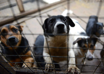 В Николаеве появится приют для животных