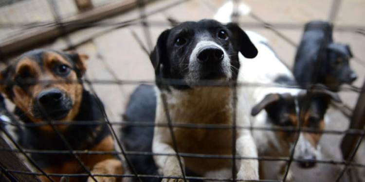 В Николаеве появится приют для животных