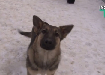 Девушки на выданье