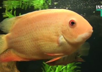 Закулисье акватеррариума Николаевского зоопарка