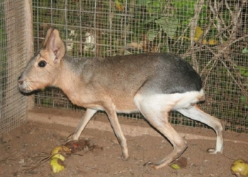 Природа тоже шутит: в Николаевском зоопарке появились постояльцы, похожие на результат фотошопа