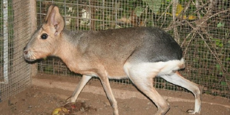 Природа тоже шутит: в Николаевском зоопарке появились постояльцы, похожие на результат фотошопа